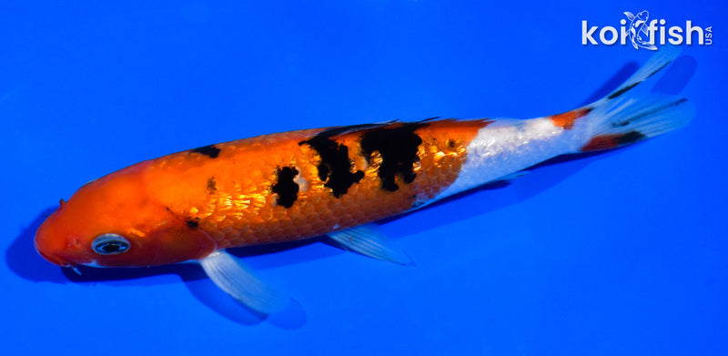 6.5" GINRIN SANKE