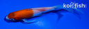 5" KOHAKU BUTTERFLY