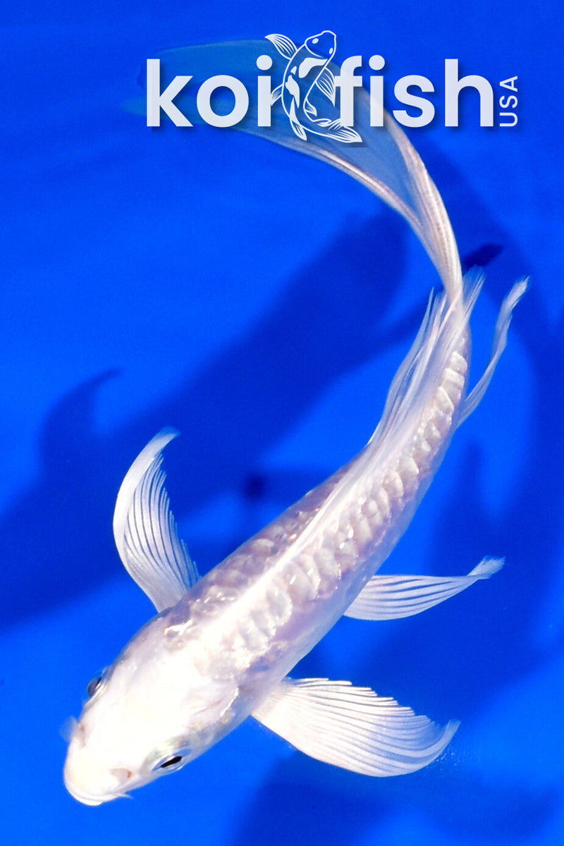 6" GINRIN ARAGOKE PLATINUM OGON BUTTERFLY
