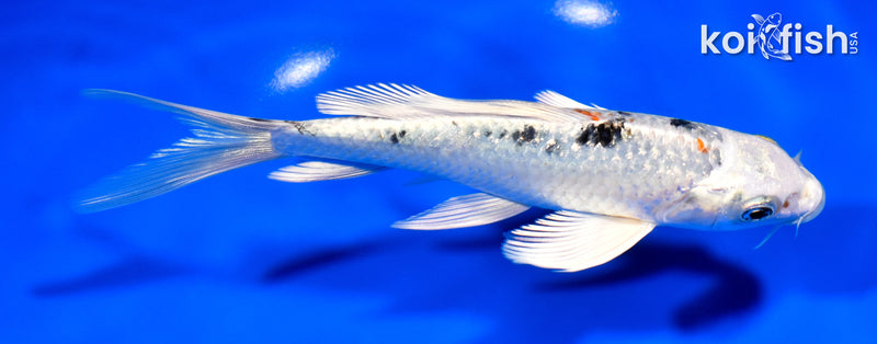 6.75" GINRIN YAMATO NISHIKI BUTTERFLY