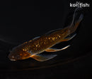6.25" GINRIN OCHIBA SHIGURE BUTTERFLY