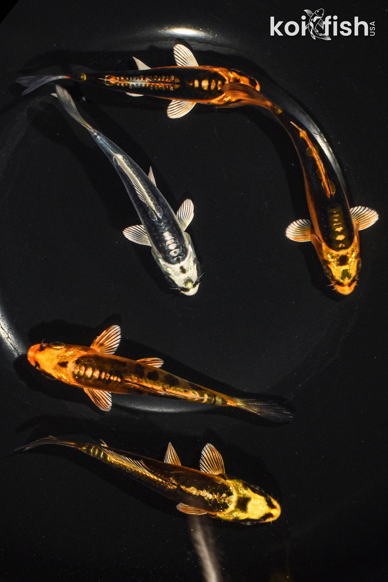 Pack of (5) 3.5-4.5" Standard Ghost Koi