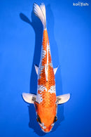14.5" KUJAKU