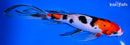 8" SANKE BUTTERFLY