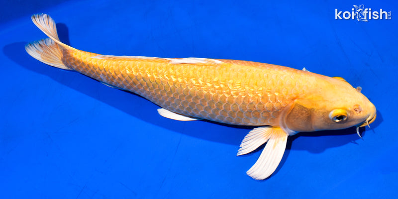 14.25" GINRIN YAMABUKI OGON