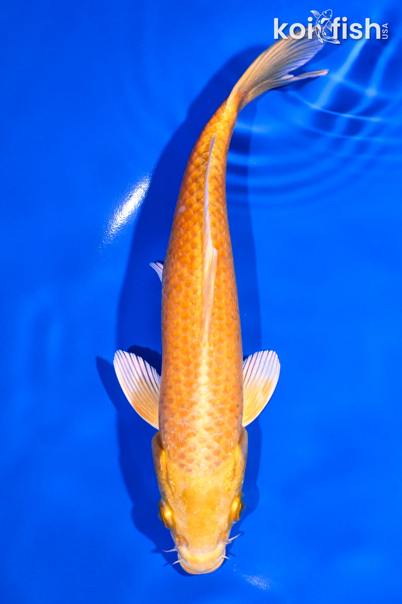 7.25" YAMABUKI OGON