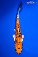 5.75" YAMATO NISHIKI