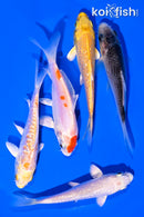 PACK OF (5) 4-5" STANDARD KOI