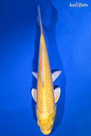7.25" YAMABUKI OGON
