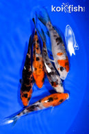 PACK OF (5) 3.75-4" STANDARD KOI