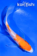 4.5" KOHAKU BUTTERFLY
