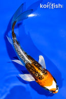 5.5" GINRIN BENI GINGA BUTTERFLY