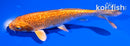5.5" GINRIN ORENJI OGON