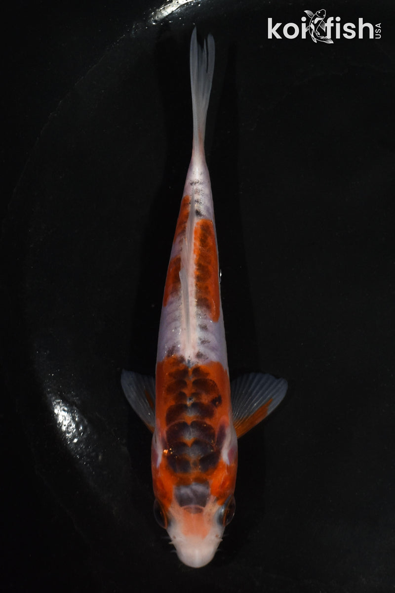 5" HI SHUSUI