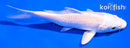 4.5" PLATINUM OGON