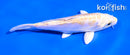 4.5" DOITSU LEMON HARIWAKE
