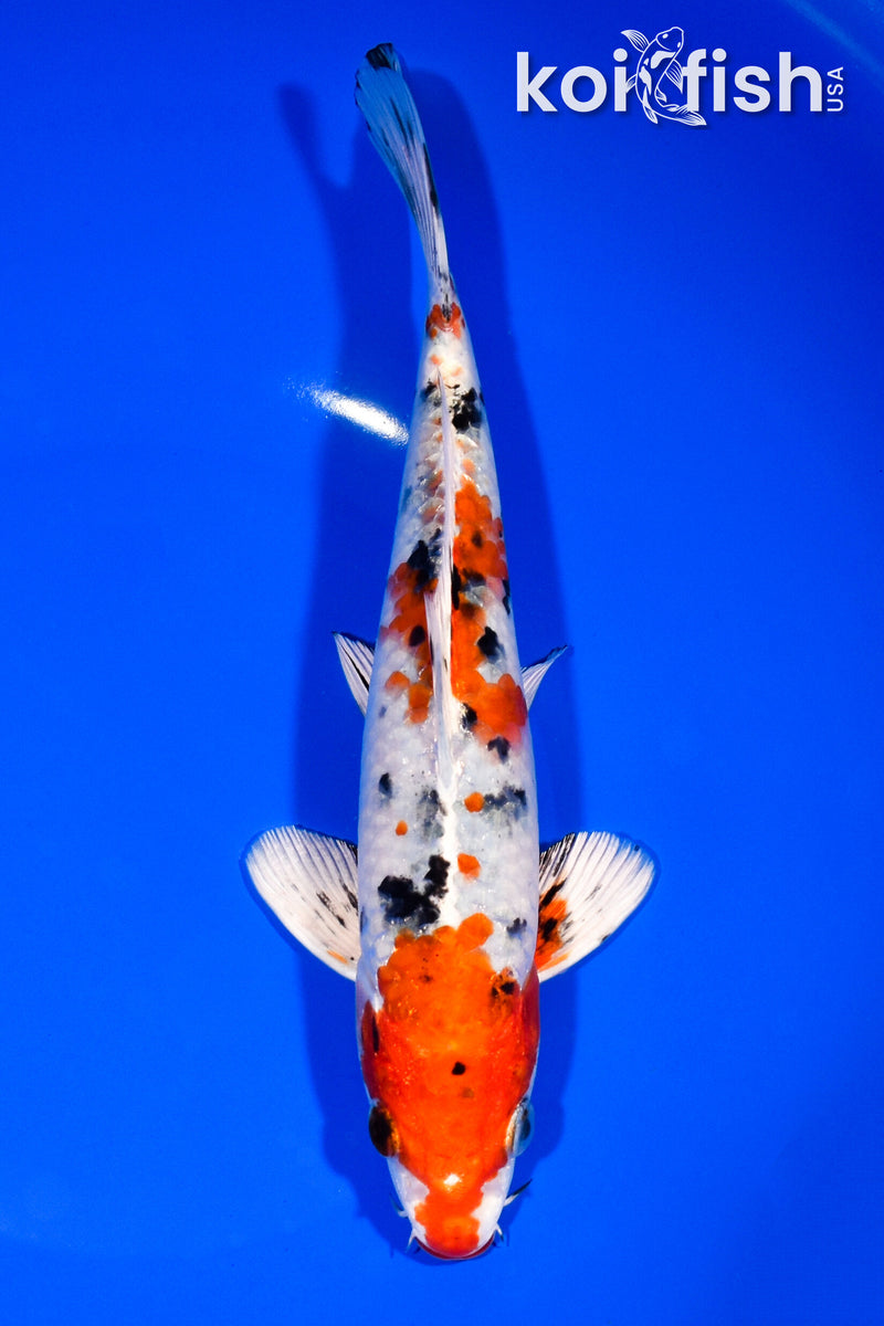8.5" YAMATO NISHIKI