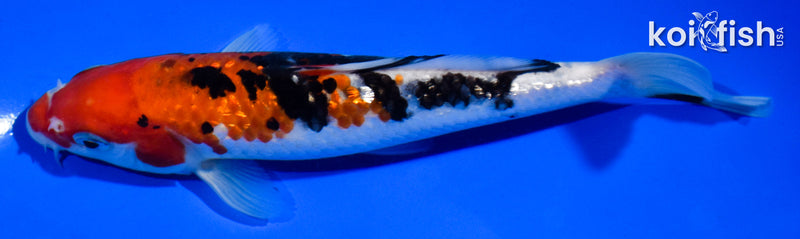 6.5" GINRIN SANKE