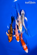 PACK OF (5) 4.5-6" BUTTERFLY KOI