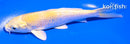 5.5" YAMABUKI OGON