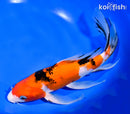 10" SANKE BUTTERFLY
