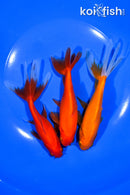 PACK OF (3) 5-5.5" WAKIN GOLDFISH