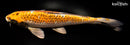 13.5" KUJAKU