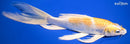 10" HARIWAKE BUTTERFLY