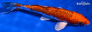 5.75" GINRIN YAMATO NISHIKI
