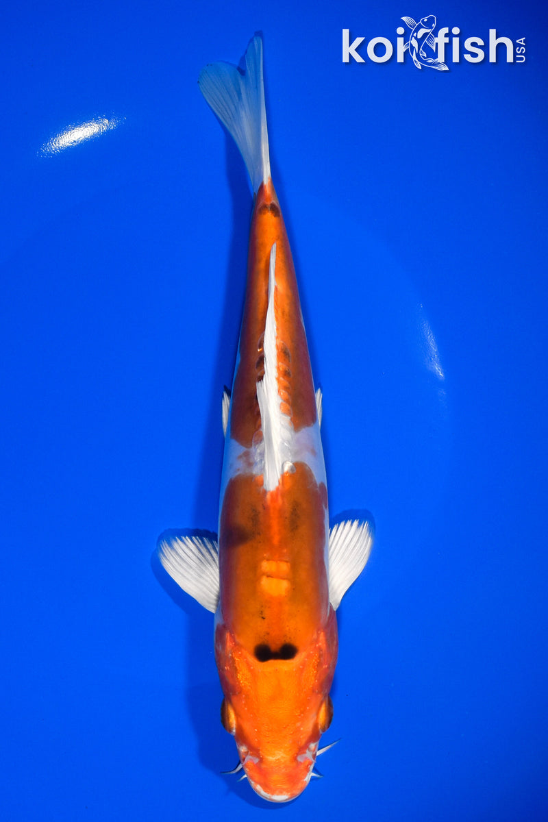 8.5" HEISEI NISHIKI