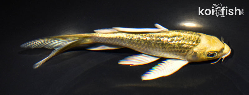 6" GINRIN KI MATSUBA BUTTERFLY