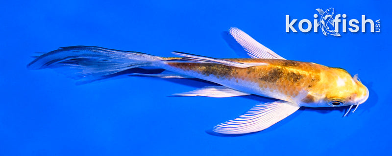 5.5" YAMATO NISHIKI BUTTERFLY