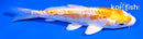 4.5" DOITSU LEMON HARIWAKE