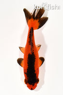 4.5" WAKIN GOLDFISH