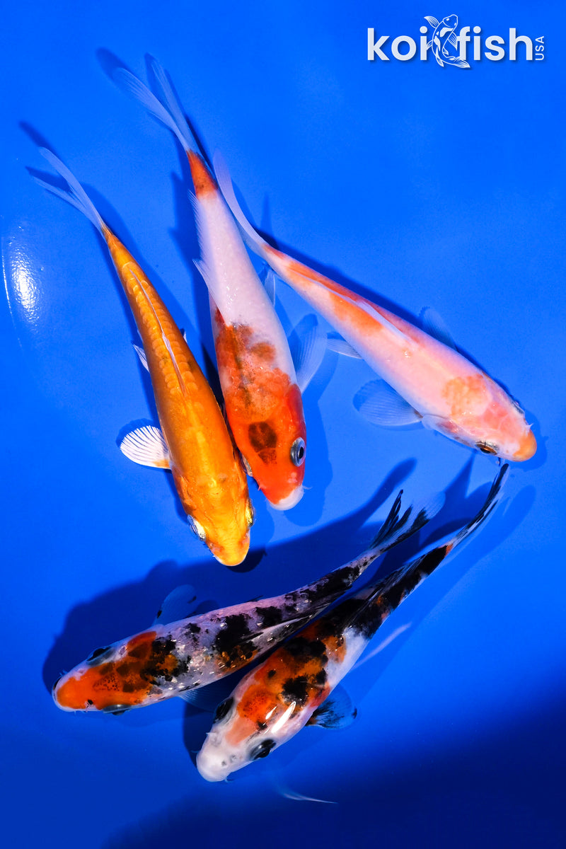PACK OF (5) 4-5" STANDARD KOI