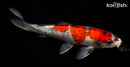 9.5" GOSHIKI