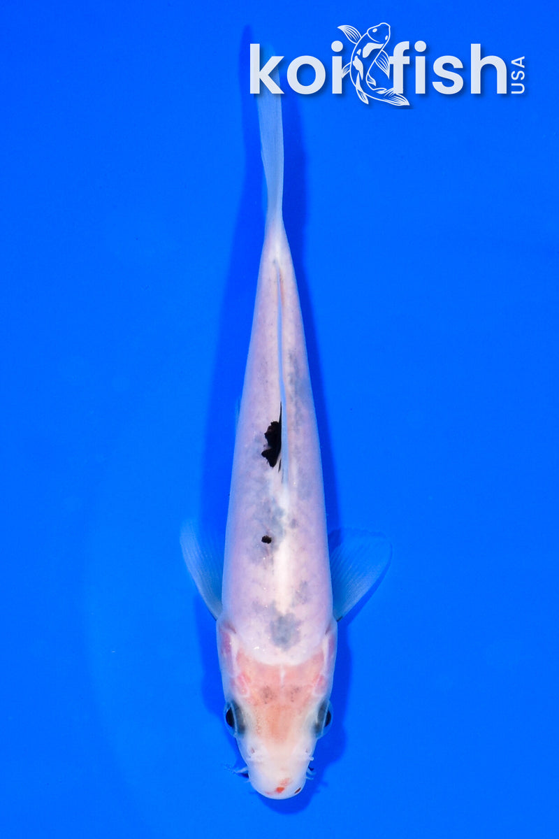 5.5" SHIRO BEKKO