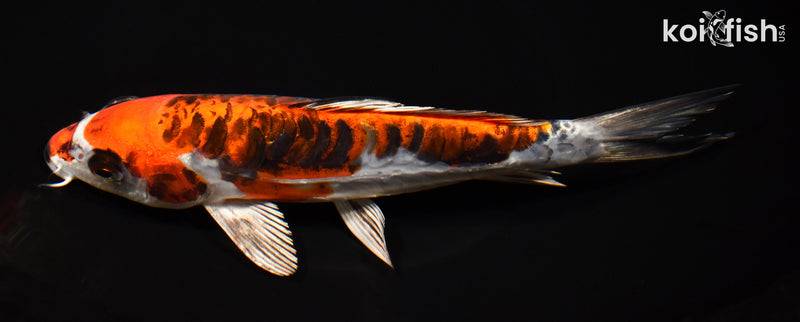 8" BENI KIKOKURYU