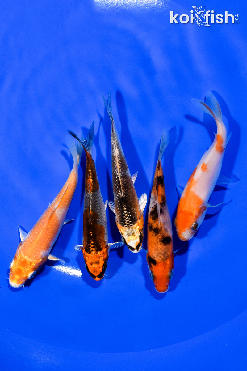 PACK OF (5) 3.75"- 4" STANDARD KOI