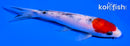 5.5" SANKE