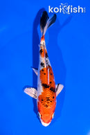 5.5" YAMATO NISHIKI