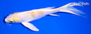 5.75" LEMON HARIWAKE BUTTERFLY