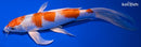9.75" HARIWAKE BUTTERFLY