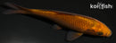 4.5" METALLIC CHAGOI