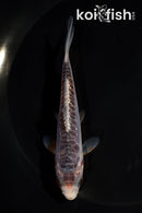 4.5" SHUSUI