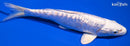 7.75" GINRIN DOITSU PLATINUM OGON