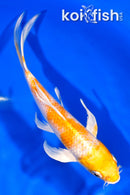 7.25" HARIWAKE BUTTERFLY