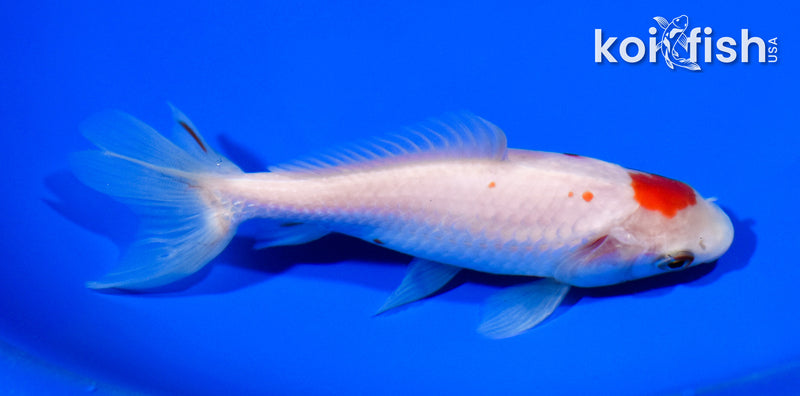 5.25" WAKIN GOLDFISH