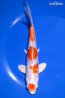 8.5" GINRIN MATUTEN HARIWAKE
