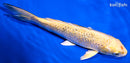 6.5" GINRIN KUJAKU